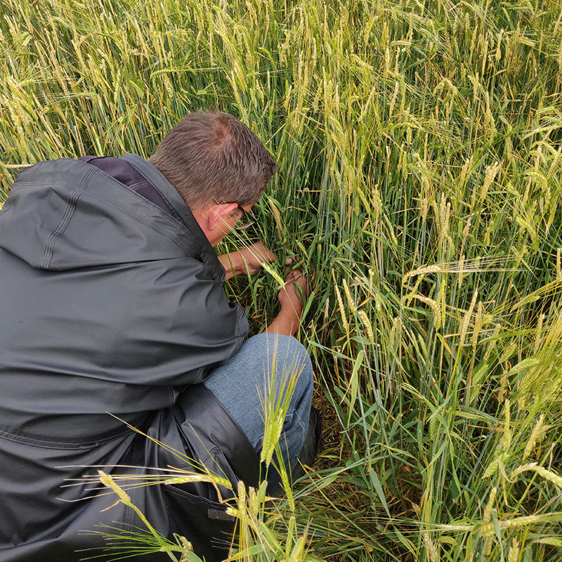 A person in a black rain jacket kneeling in a field of grain, closely examining or collecting plant samples. The grain is tall and green with heads starting to ripen, indicating a crop survey or damage assessment activity.