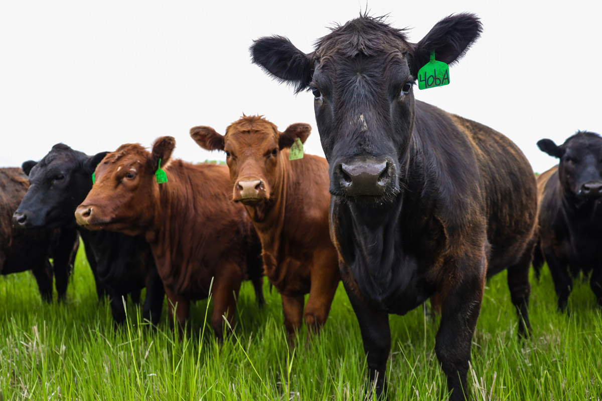 Beef Production Certificate