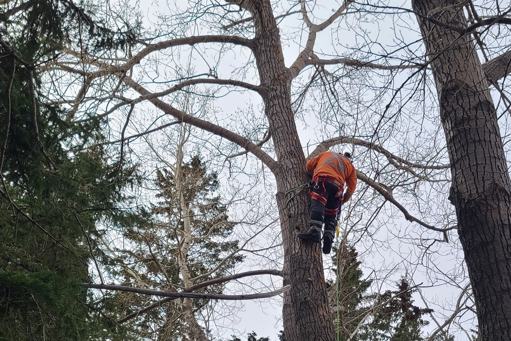 Utility Tree Worker & Utility Tree Trimmer Recertification