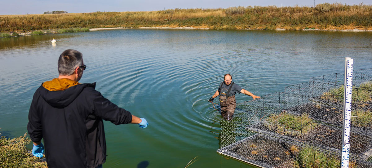 Researchers with the floating islands on the Olds College feedlot pond
