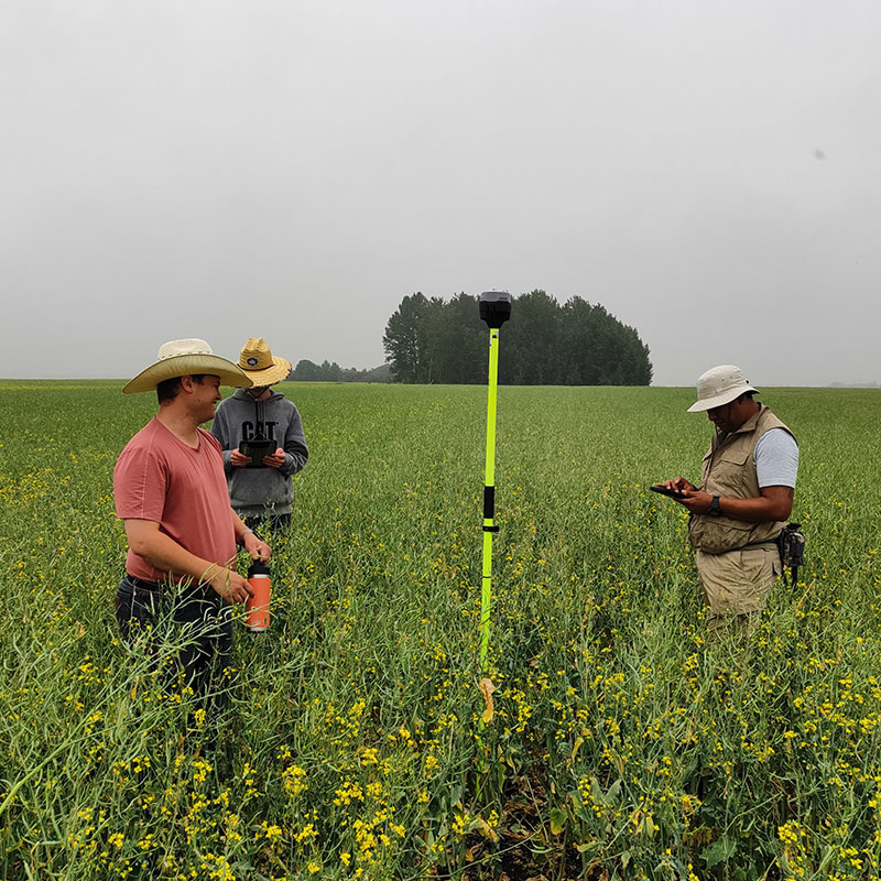 Three people conducting a hail damage survey in a canola field. They are using a GPS pole and tablets to collect data, standing among tall green plants with yellow flowers. The sky is overcast, and a tree line is visible in the background.