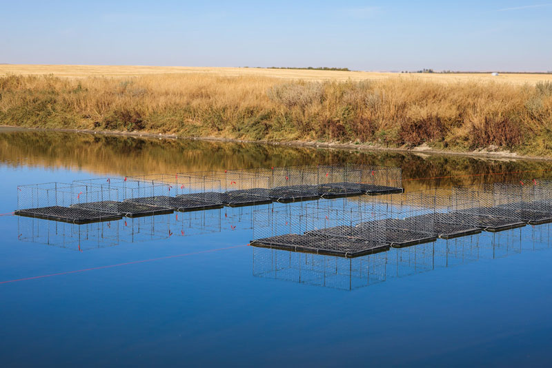 Floating islands deployed on a feedlot pond in September 2022. 