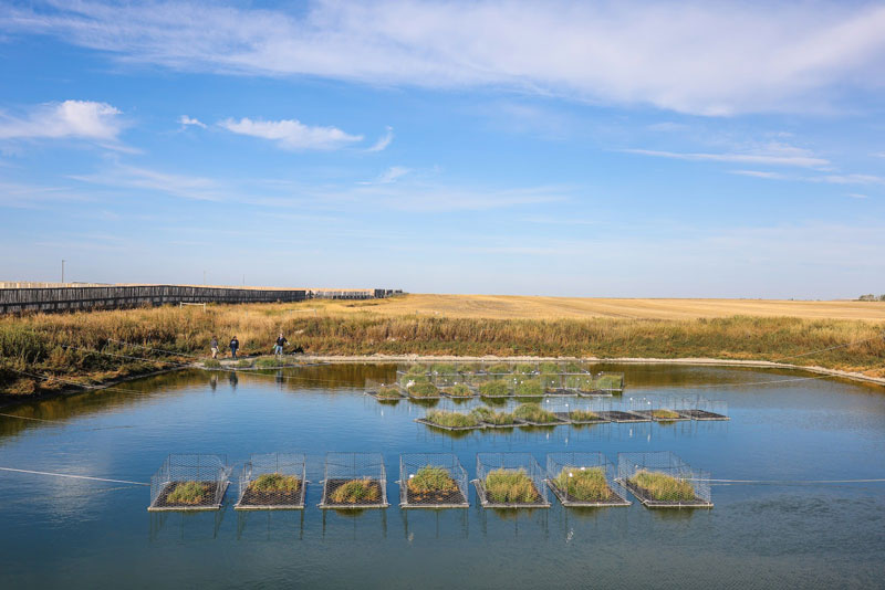 Floating islands deployed on a feedlot pond in September 2022. 